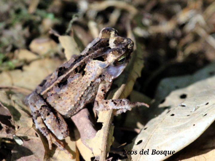 Incilius melanochlorus (Sapo de bosque húmedo)