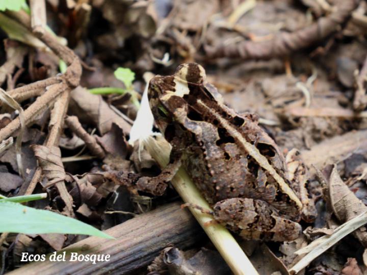 Incilius melanochlorus (Sapo de bosque húmedo)