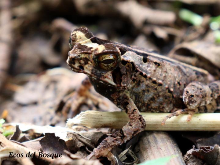Incilius melanochlorus (Sapo de bosque húmedo)