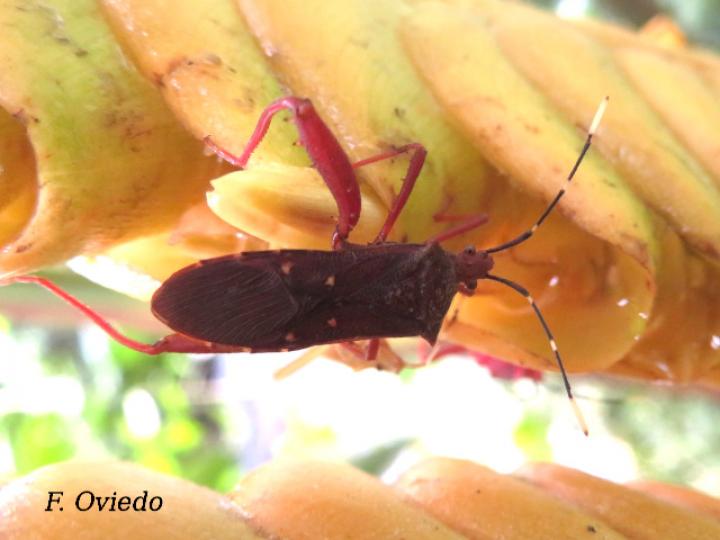 Leptoscelis quadrisignatus, macho