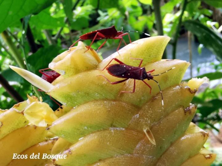 Leptoscelis quadrisignatus, hembra