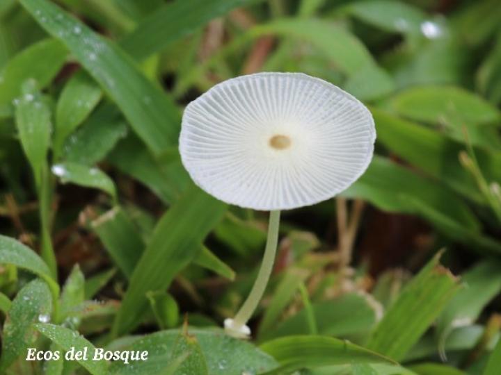 Leucocoprinus fragilissimus