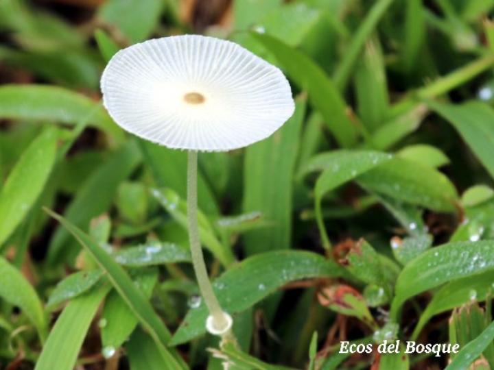 Leucocoprinus fragilissimus