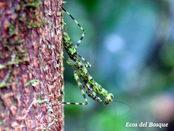 Liturgusa maya (Mantis de corteza)