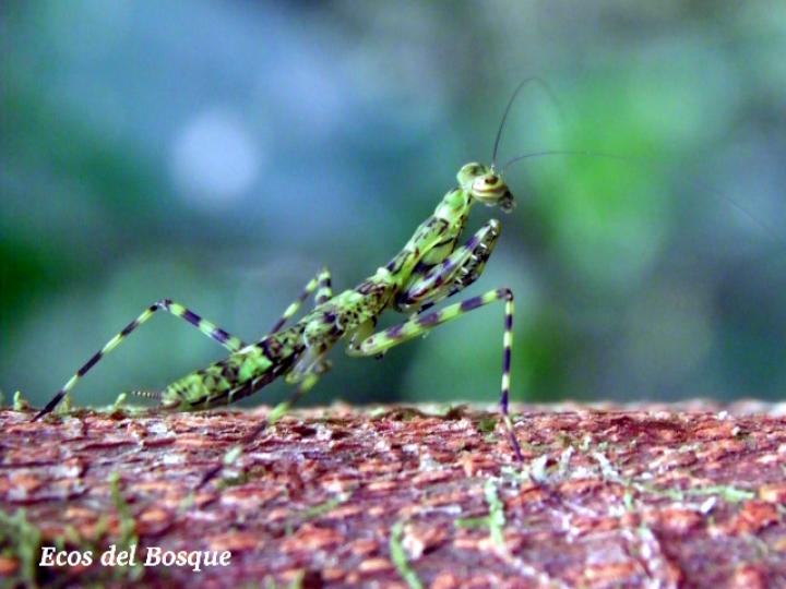 Liturgusa maya (Mantis de corteza)