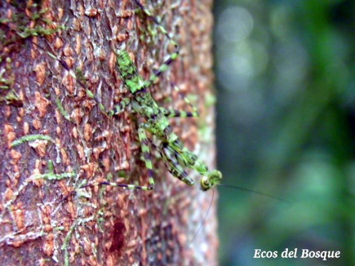 Liturgusa maya (Mantis de corteza)