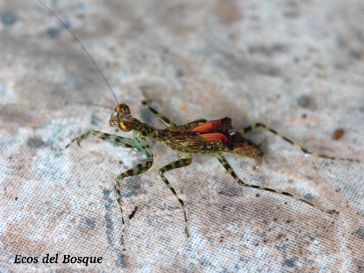 Liturgusa fossetti