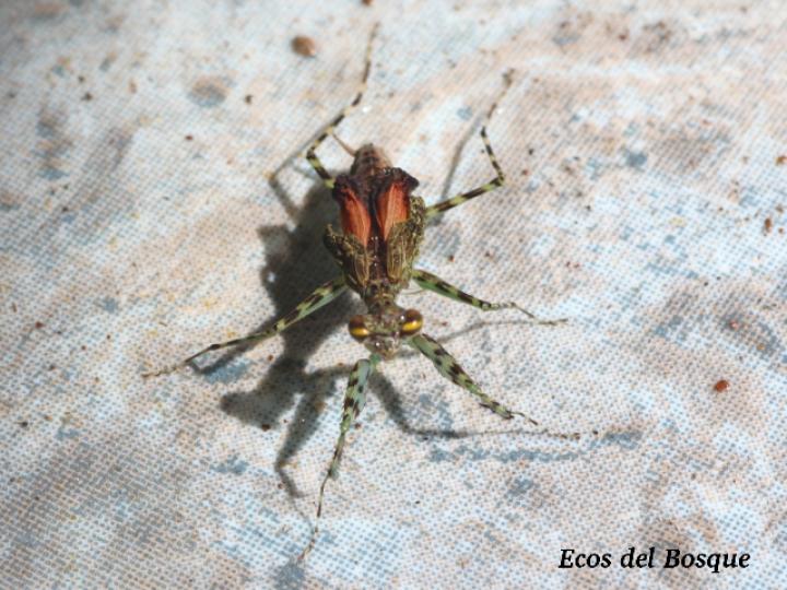 Liturgusa fossetti