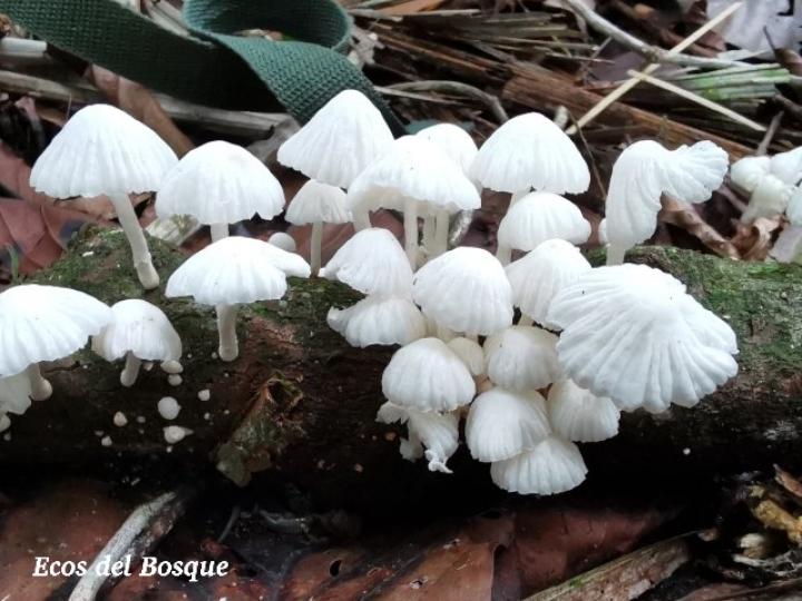 Marasmiellus volvatus