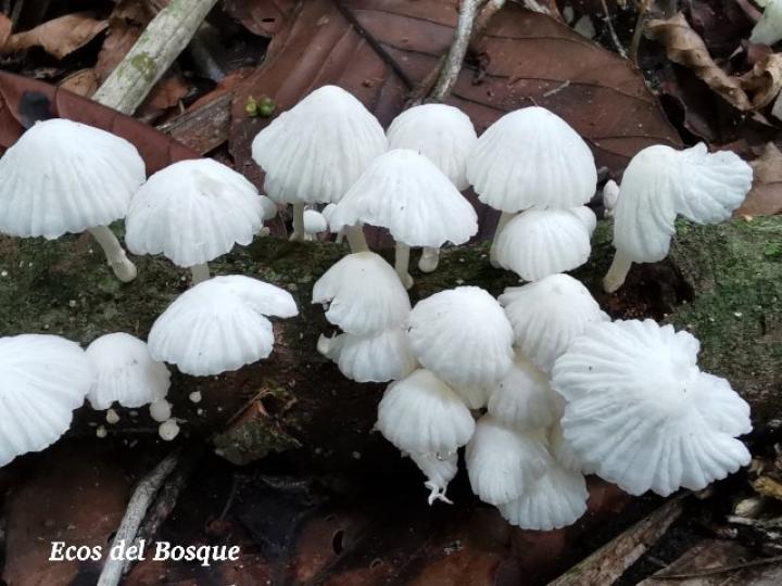 Marasmiellus volvatus