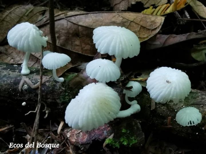 Marasmiellus volvatus