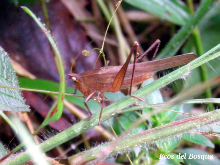 Neoconocephalus triops, macho