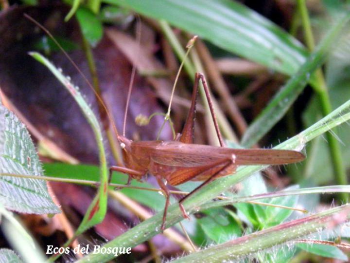 Neoconocephalus triops, macho