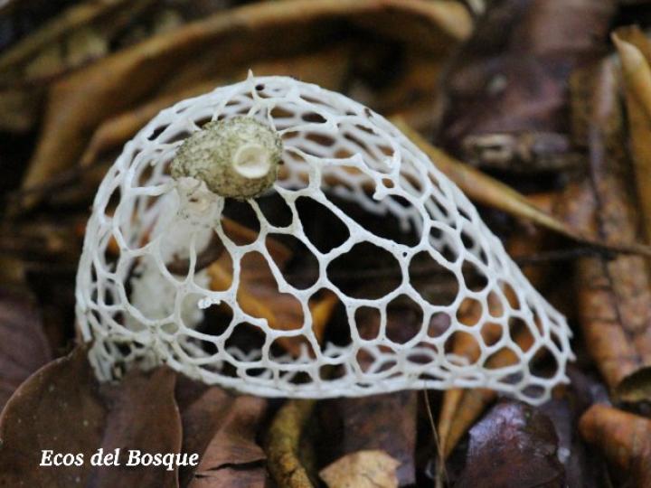 Phallus indusiatus (Hongo velo de novia)