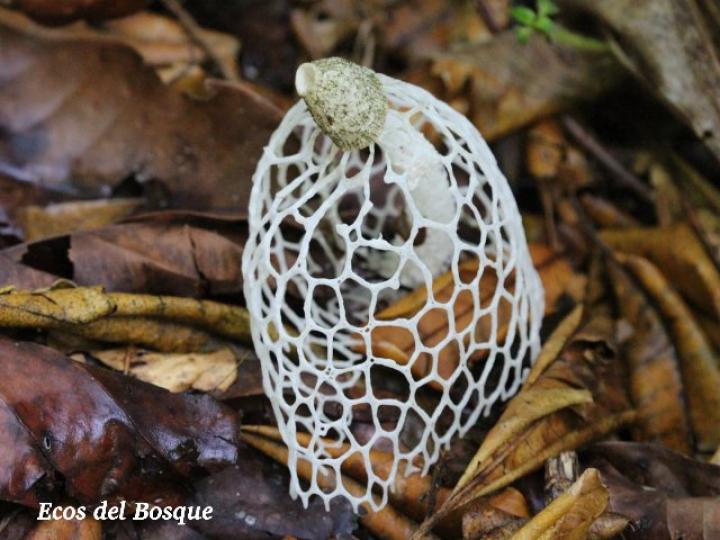 Phallus indusiatus (Hongo velo de novia)