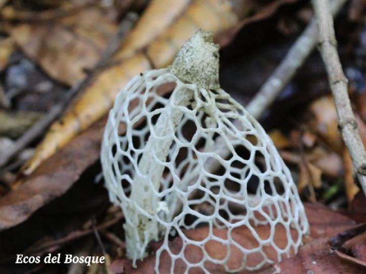 Phallus indusiatus (Hongo velo de novia)