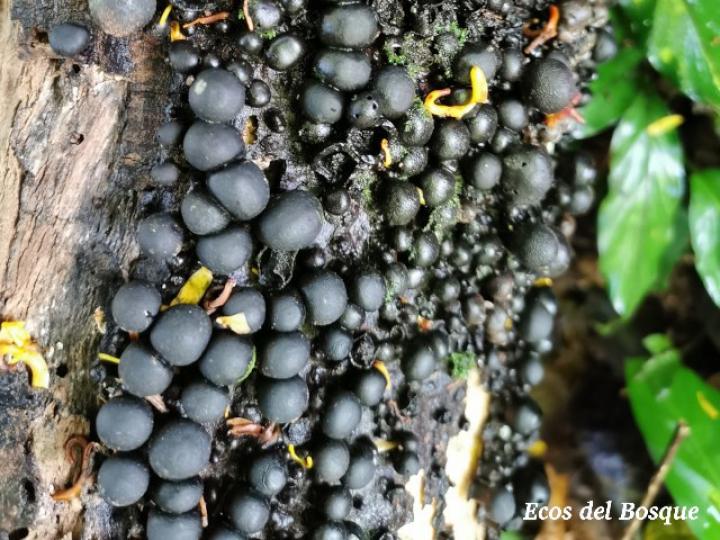Phylacia sp 
