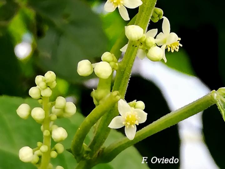 Plukenetia volubilis