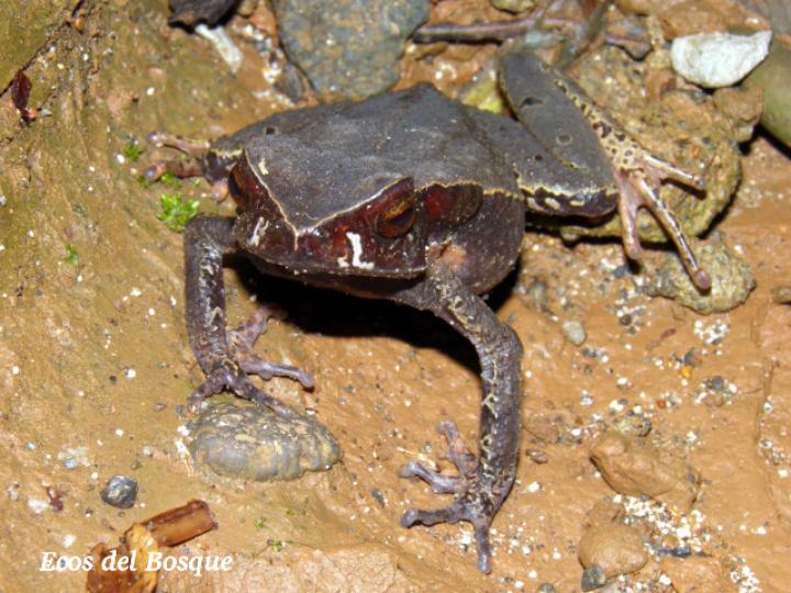 Rhaebo haematiticus