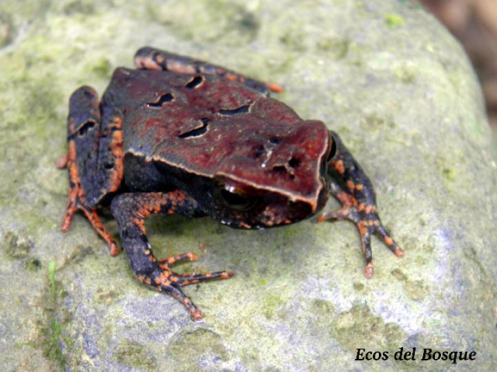 Rhaebo haematiticus