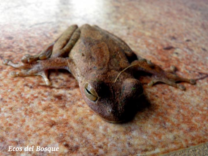 Smilisca sordida (Rana arborícola parda) (Hembra)