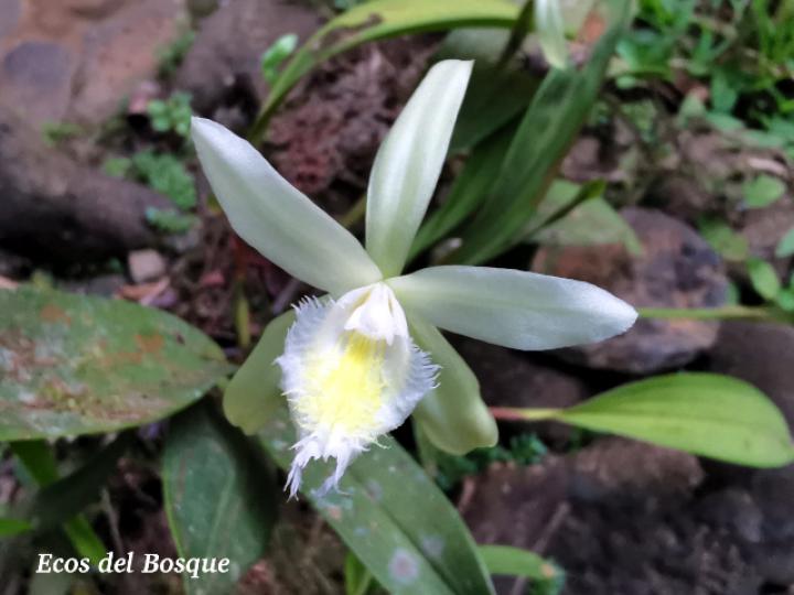 Sobralia fragrans, flor