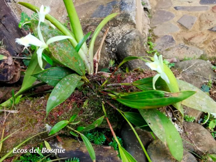 Sobralia fragrans, planta
