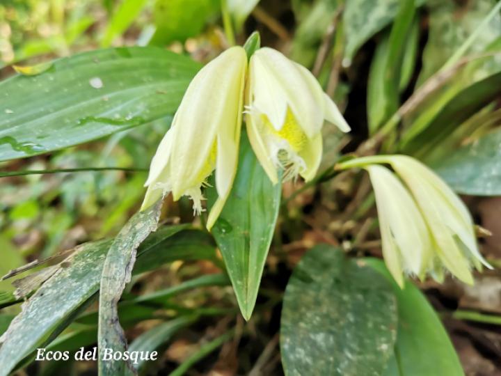 Sobralia fragrans, flor