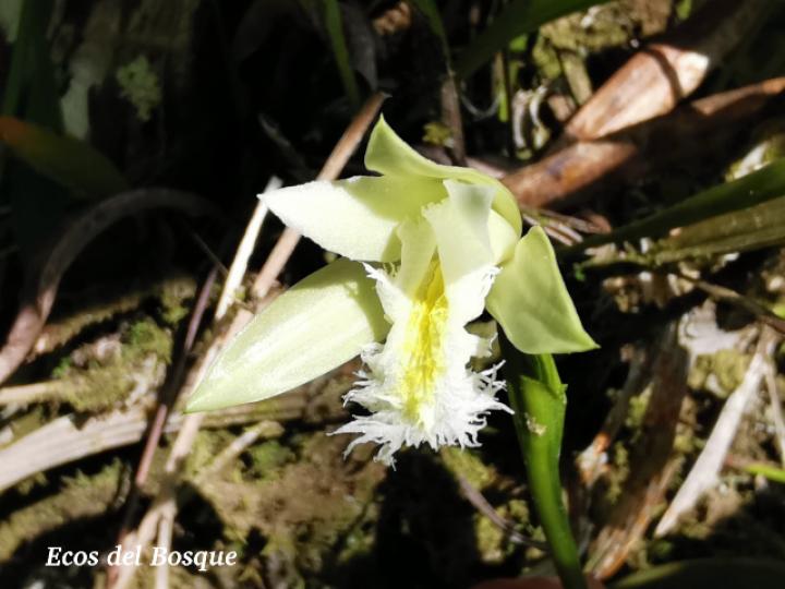 Sobralia fragrans, flor