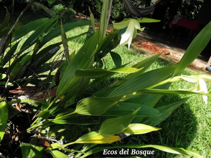 Sobralia mucronata