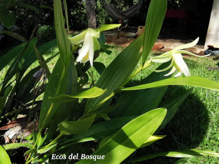 Sobralia mucronata