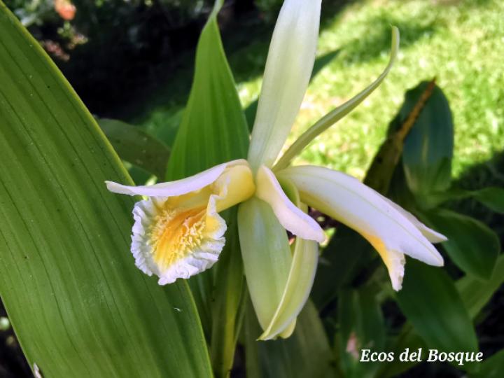 Sobralia mucronata