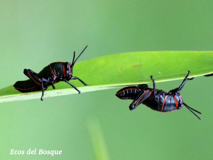 Taeniopoda reticulata, ninfas