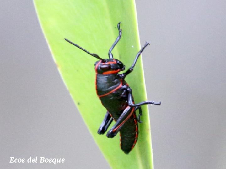 Taeniopoda reticulata, ninfa
