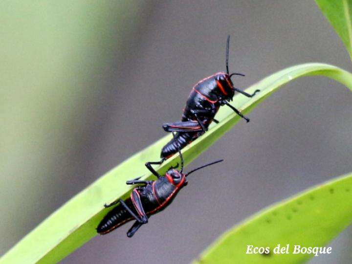 Taeniopoda reticulata, ninfas