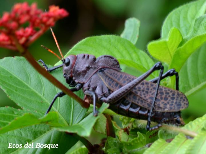 Taeniopoda reticulata (Saltamonte púrpura)