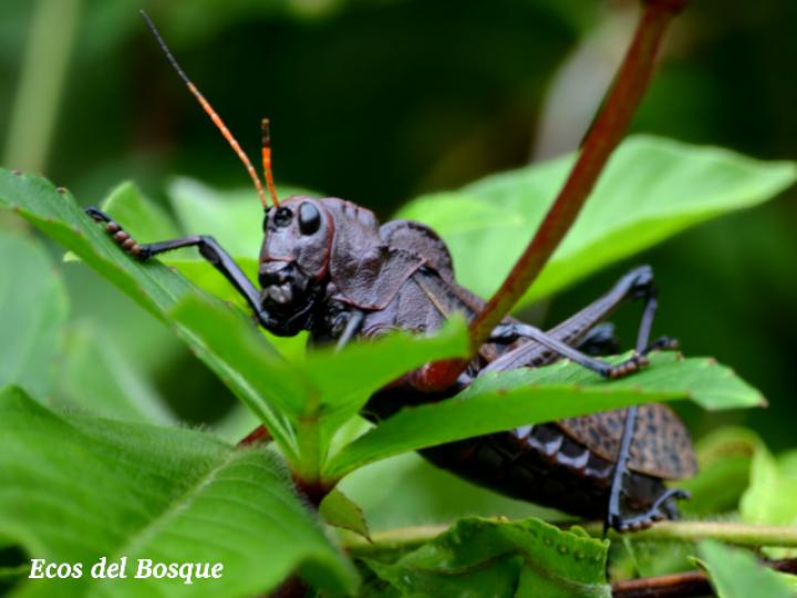 Taeniopoda reticulata (Saltamonte púrpura)