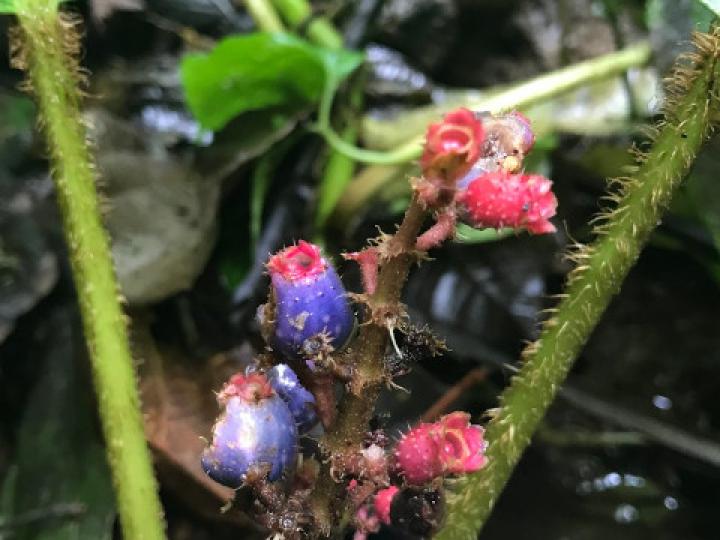 Tococa platyphylla