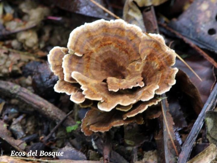Trametes versicolor