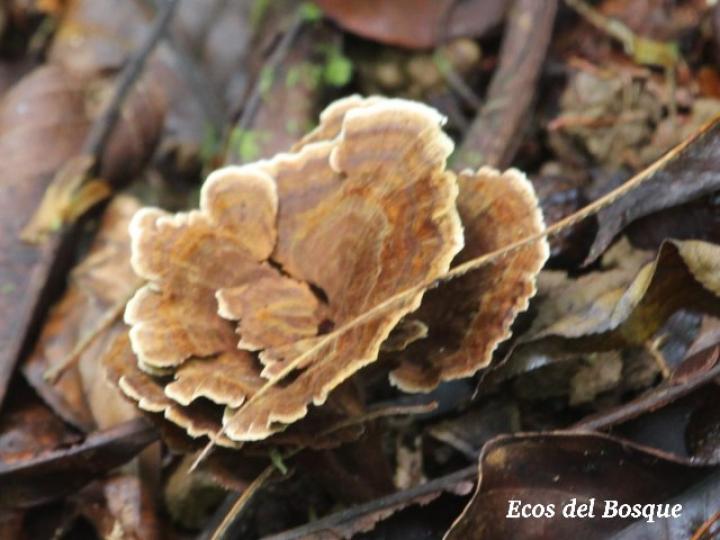Trametes versicolor