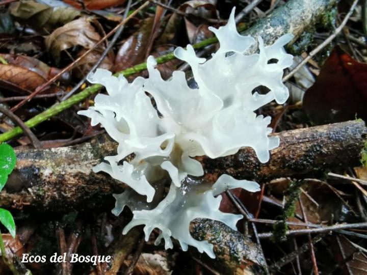 Tremella fuciformis