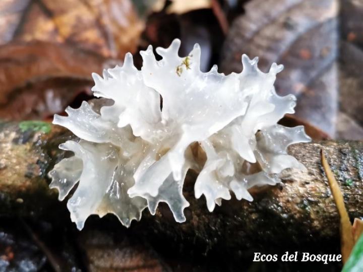 Tremella fuciformis