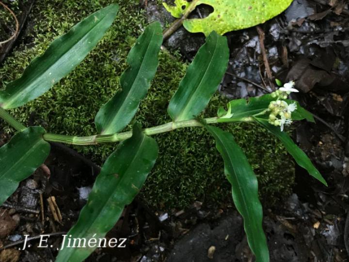 Tripogandra serrulata