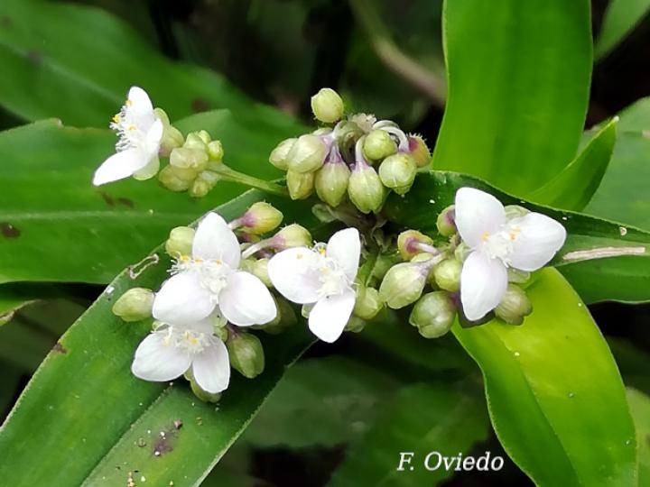 Tripogandra serrulata