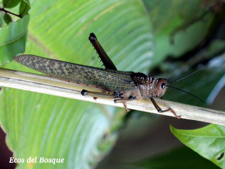 Tropidacris cristata