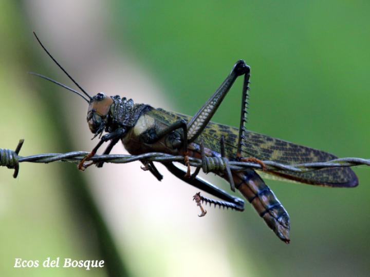 Tropidacris cristata