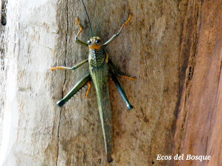 Tropidacris cristata