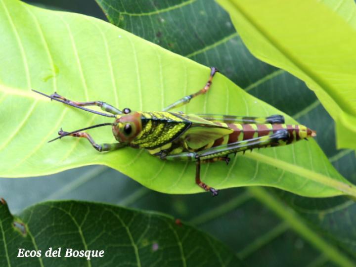 Tropidacris cristata, ninfa
