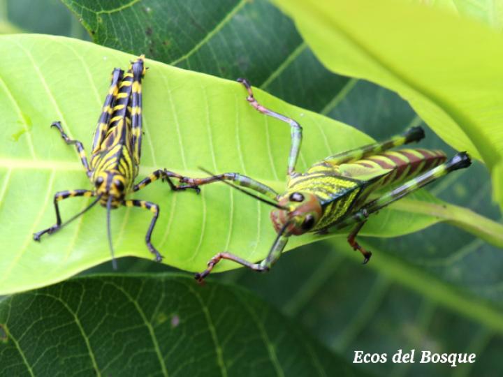 Tropidacris cristata, ninfa