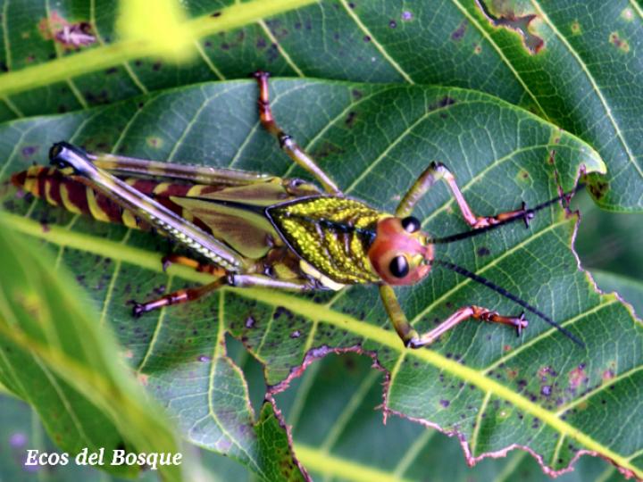 Tropidacris cristata, ninfa